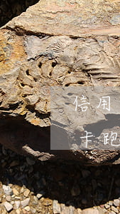 信用卡逾期全網(wǎng)追逃嗎(欠信用卡跑了會不會成為網(wǎng)逃)