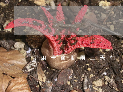 信用卡逾期兩三天有沒有事(信用卡 逾期 兩天)