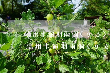 信用卡逾期兩個(gè)月還不起了怎么辦 信用卡逾期兩個(gè)月還不起了怎么辦