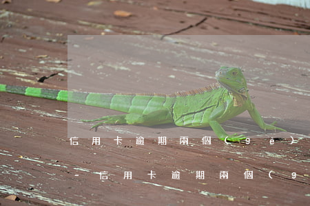 信用卡逾期兩個(gè)月還可以再辦卡嗎-信用卡逾期兩個(gè)月還可以再辦卡嗎