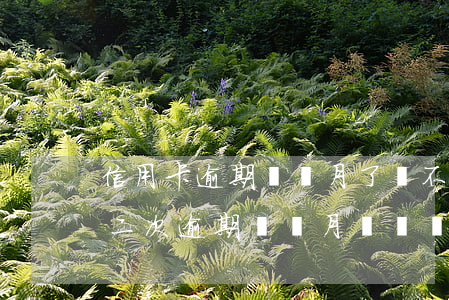 信用卡逾期兩個月了還不上怎么辦(信用卡第二次逾期兩個月沒還會怎么樣)