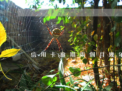 信用卡逾期兩個月幾年后可以申請