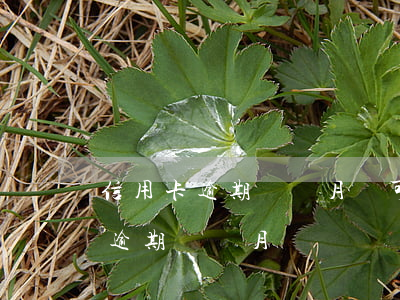 信用卡逾期兩個月還可以還最低嗎-信用卡 逾期兩個月