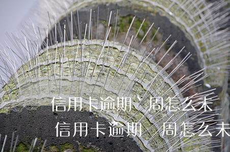 信用卡逾期兩周怎么未計(jì)入征信-信用卡逾期兩周怎么未計(jì)入征信記錄