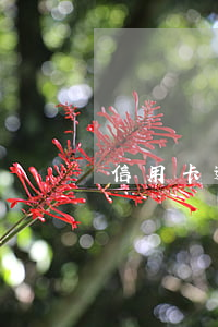 信用卡逾期兩周才還清(還信用卡遲了兩天)