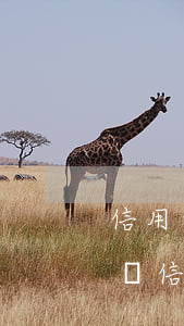 信用卡逾期兩天不可以最低還款了(逾期兩天還信用卡有沒(méi)有影響)