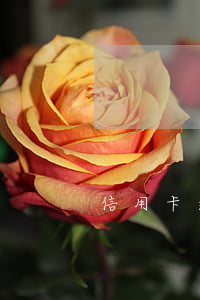 信用卡 逾期 兩天（信用卡逾期兩月起訴）