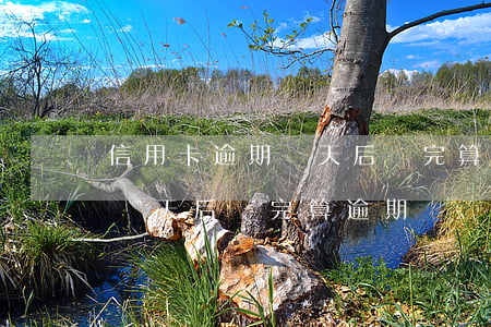 信用卡逾期兩天后還完算逾期嗎(信用卡逾期兩天后還完算逾期嗎)
