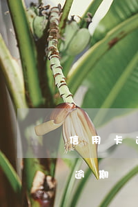 信用卡逾期兩天多少利息(信用卡逾期兩天算逾期嗎)