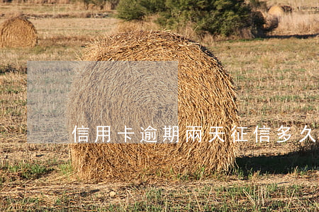 信用卡逾期兩天征信多久恢復(fù)