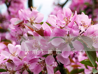 信用卡逾期兩天忘記還款-信用卡逾期兩天忘記還款