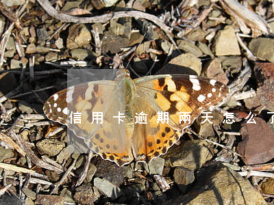 信用卡逾期兩天怎么了(逾期三天還信用卡)