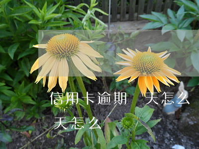 信用卡逾期兩天怎么還不了款（信用卡逾期兩天怎么）
