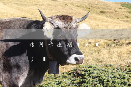 信用卡逾期兩天會(huì)凍結(jié)嗎