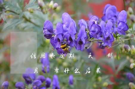 信用卡逾期兩天會影響貸款(信用卡逾期兩個月會有什么后果)