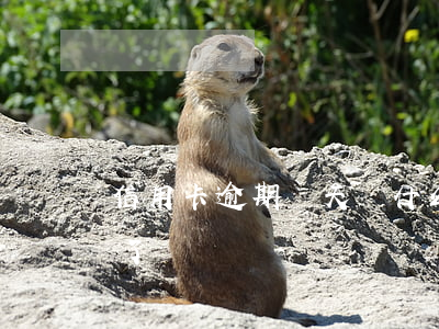 信用卡逾期兩天沒什么吧(沒注意信用卡逾期了)