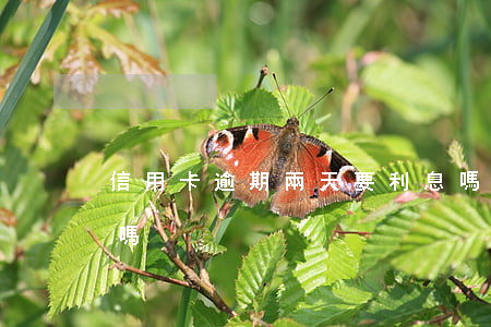 信用卡逾期兩天要利息嗎(信用卡兩天算逾期嗎)