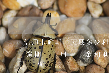 信用卡逾期兩天要多少利息多少(信用卡2萬逾期一個月違約金和利息是多少?)