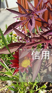 信用卡逾期兩年不還(欠信用卡逾期兩年沒還)