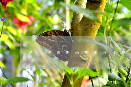 信用卡逾期兩年也沒找我(信用卡逾期兩三年沒還)