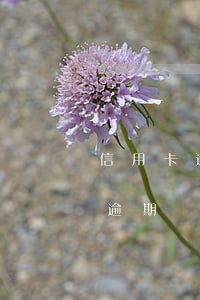 信用卡逾期兩年后還清，征信怎么辦-信用卡逾期兩年后還清征信怎么辦