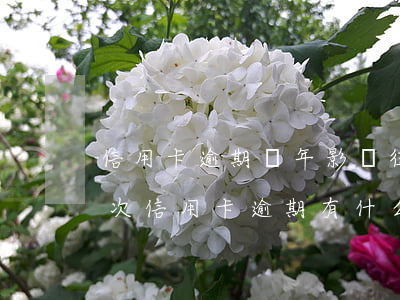 信用卡逾期兩年影響征信了怎么辦 征信有兩次信用卡逾期有什么影響