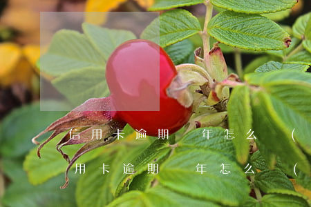 信用卡逾期兩年怎么協(xié)商還款（信用卡逾期兩年怎么協(xié)商）