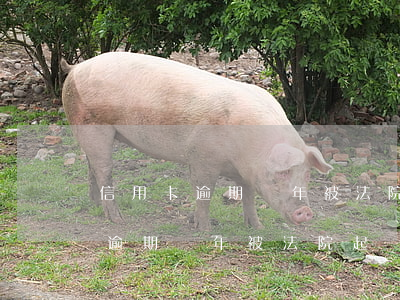 信用卡逾期兩年被法院起訴怎么辦-信用卡逾期兩年被法院起訴怎么辦理