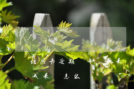 信用卡逾期兩年變成呆賬(信用卡逾期兩年變成呆賬怎么辦)