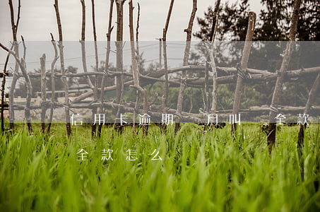 信用卡逾期兩月叫還全款(信用卡逾期要求還全款怎么辦)