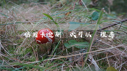 信用卡逾期兩次可以辦理房貸嗎