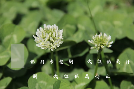 信用卡逾期兩次征信是什么級別-信用卡逾期兩次征信是什么級別的