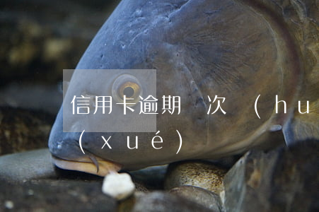 信用卡逾期兩次會(huì)影響孩子上學(xué)