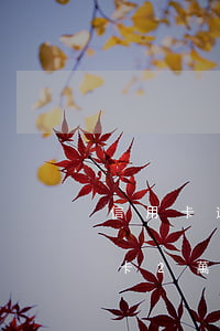 信用卡逾期兩萬(wàn)左右的后果(信用卡2萬(wàn)以下逾期沒(méi)還什么后果)