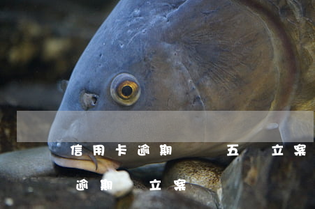 信用卡逾期兩萬五會立案嗎(信用卡5000逾期會立案嗎)