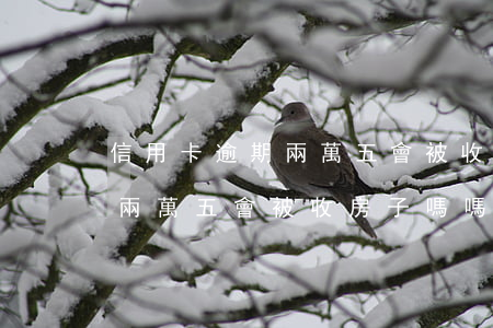 信用卡逾期兩萬五會被收房子嗎(信用卡逾期兩萬五會被收房子嗎嗎)