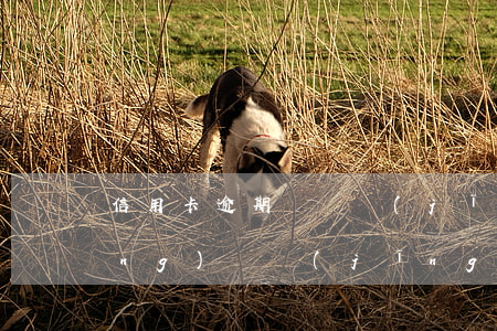 信用卡逾期兩萬經(jīng)過經(jīng)偵(經(jīng)偵對我信用卡逾期進(jìn)行了立案,我沒有去!)