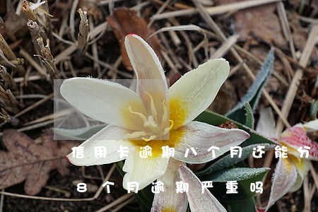 信用卡逾期八个月还能分期(信用卡5年内有8个月逾期严重吗)