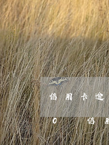 信用卡逾期八個(gè)月會有什么后果(10張信用卡逾期的后果)