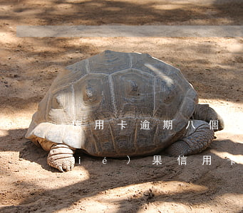 信用卡逾期八個(gè)月會有什么結(jié)果(信用卡4000元逾期8個(gè)月了)
