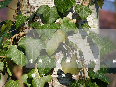 信用卡逾期八個月會被拉黑嗎(信用卡8萬逾期了會怎么樣)