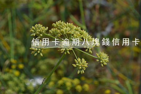 信用卡逾期八塊錢(信用卡逾期八塊錢)