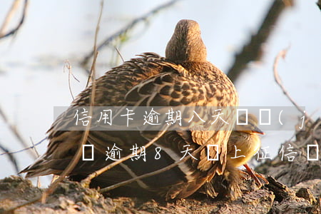 信用卡逾期八天會進(jìn)入征信么(房貸逾期8天會上征信嗎)