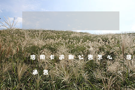 信用卡逾期公告怎么寫(信用卡 逾期 收到 律師 通告)
