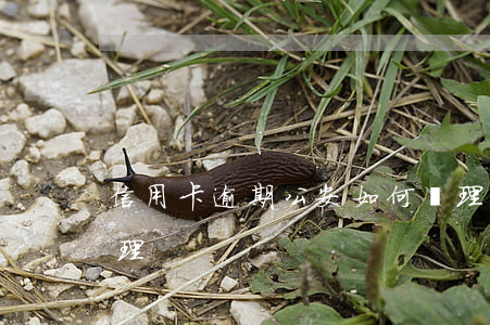 信用卡逾期公安如何處理(信用卡逾期怎么處理)