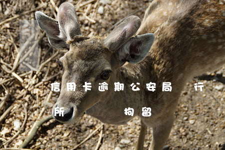 信用卡逾期公安局進行傳喚(欠信用卡被派出所傳喚會拘留嗎?)