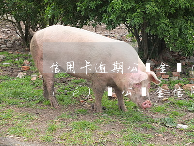 信用卡逾期公積金會(huì)被凍結(jié)嚒(公積金信用卡逾期政策)