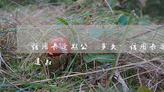 信用卡逾期公訴多久-信用卡逾期公訴多久通知