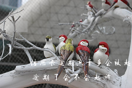 信用卡逾期六千多会被起诉吗(信用卡7千多逾期了会不会起诉)