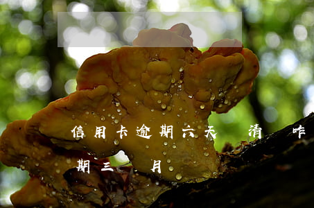信用卡逾期六天還清會咋樣(欠信用卡6千逾期三個月)